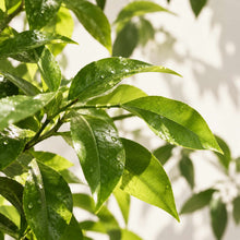 Huile Essentielle de Petit Grain Bigarade